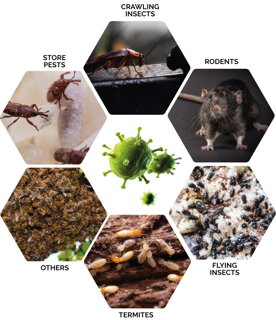 About Us Madras Pests Control